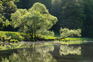 Tree and River in a Valley in Bright Sunlight