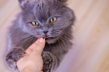 Naklejka premium Female hand gives a feed to a gray big long-haired British cat. The cat eats food from the hands.