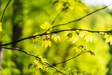 Branches and Green Leaves and Blurred Background
