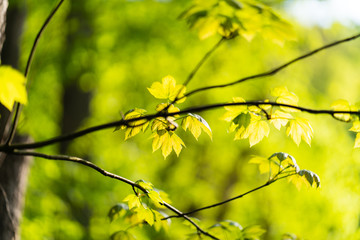 Branches and Green Leaves and Blurred Background