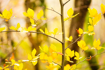 Branches and Autumn Leaves and Blurred Background