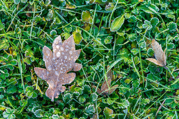 Fototapeta premium Frosty oak leaf lying on grass