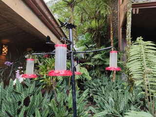 hummingbird colibrí © David