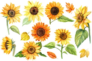 Fotobehang Zonnebloemen grote set, herfstkleuren, zonnebloemen op een afgelegen witte achtergrond, aquarel illustratie, botanisch schilderij