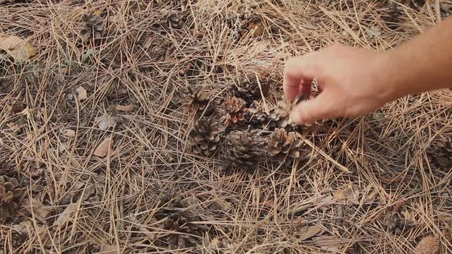 Against the background of needles from a pine, a male hand arranges pine cones on coniferous litter in the forest on a summer day