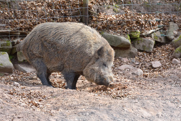 Big and wild boar with brown wool in a special corral with a fence
