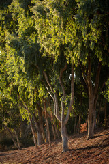 Fototapeta premium Grove of eucalyptus trees at dawn