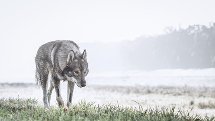 Wolf Dog Photos Royalty Free Images Graphics Vectors Videos