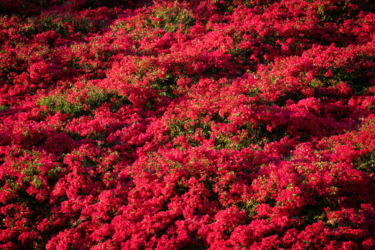 Red Flower Covered Bush In A Floral Background