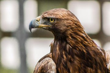golden eagle resting in his innkeeper