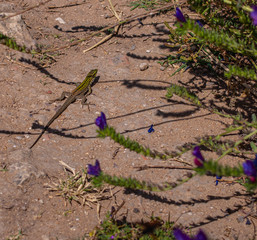 Selinunt - Ancient Greek City - Lizard © olakamyk