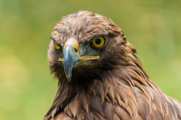 golden eagle resting in his innkeeper