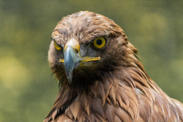 golden eagle resting in his innkeeper