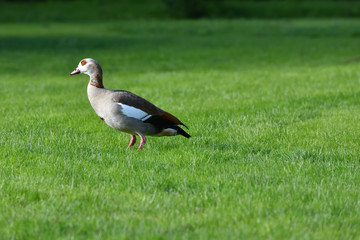 A beautiful gray goose walks on the green grass in spring. Space for text