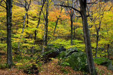 Colorful Fall forest at Smugglers Notch State Park with moss covered boulders