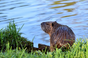 Beautiful nutria with wet hair in the green grass on the background of the pond