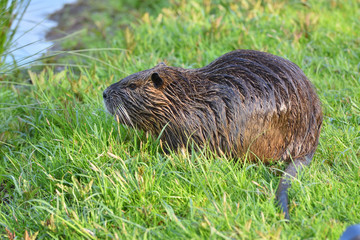 Beautiful and wet nutria sits in the green grass in a city park