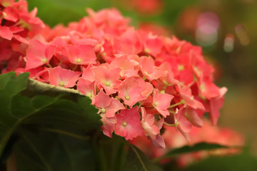Hydrangea flower (Hydrangea macrophylla)