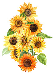 sunflowers on an isolated white background, watercolor illustration, botanical painting