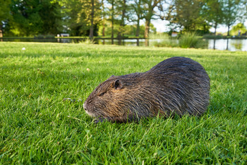 Beautiful and wet nutria sits in the green grass in a city park