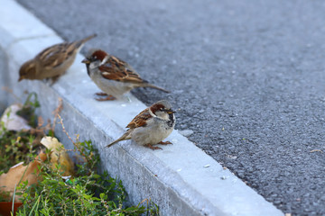 Three sparrows on the curb ... Birds feel safe on city streets ...