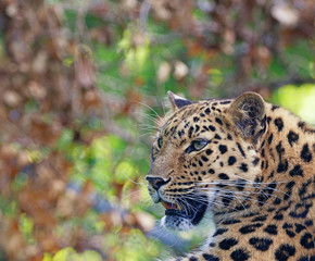 Leopard face 3