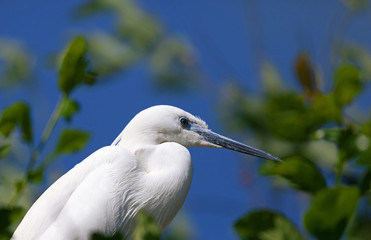 Little Egret