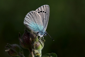 Bream butterfly (Glaucopsyche alexis)