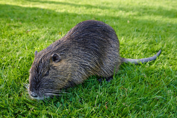 Beautiful and wet nutria sits in the green grass in a city park