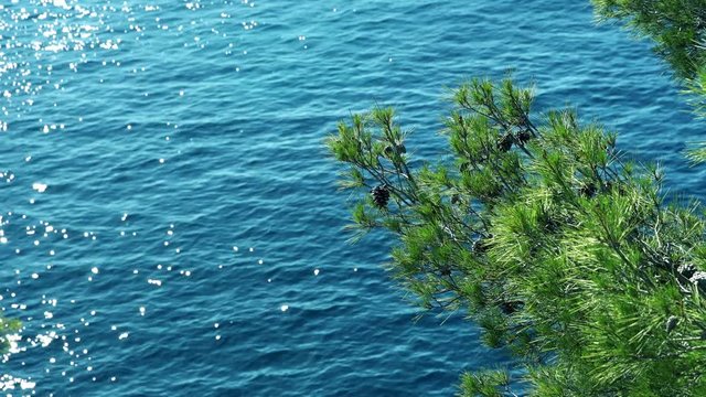 Pine tree in front of blue turquoise water of calanque de sormiou, calanque national park, south france, marseille, mediterranean sea, cassis
