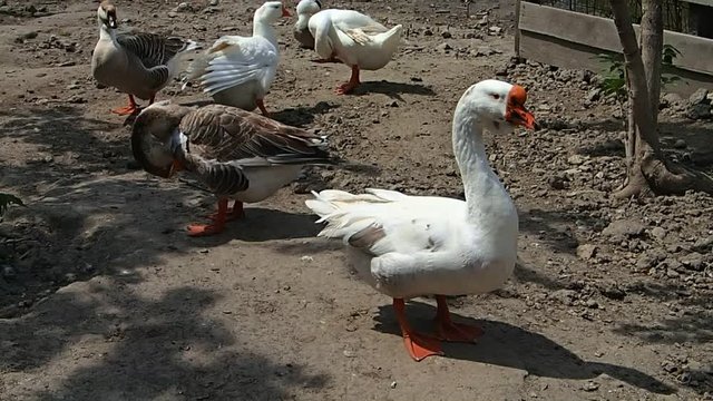 Geese on the grond