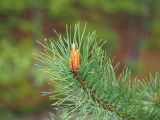pine tree branch with cones
