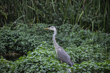 Birds in Lake Kerkini National Park