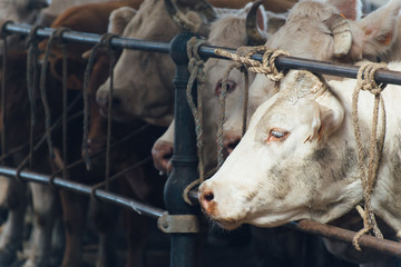 des vaches attachées pour l'abattoir