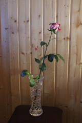 a rose in a vase