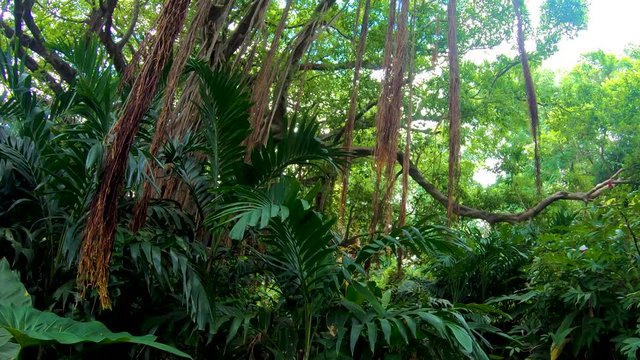 A steady pan shot of the Rain-forest on the jungle island of St. Kitts