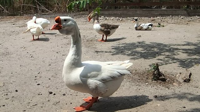 Geese on the grond