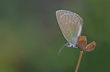 Bream butterfly (Glaucopsyche alexis)