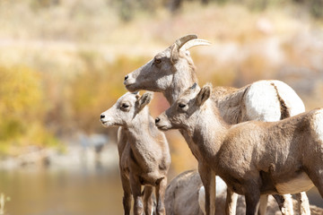Bighorn Sheep In Waterton Canyon