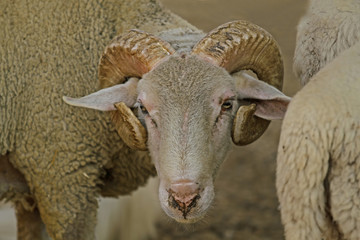 Coiled horned ram