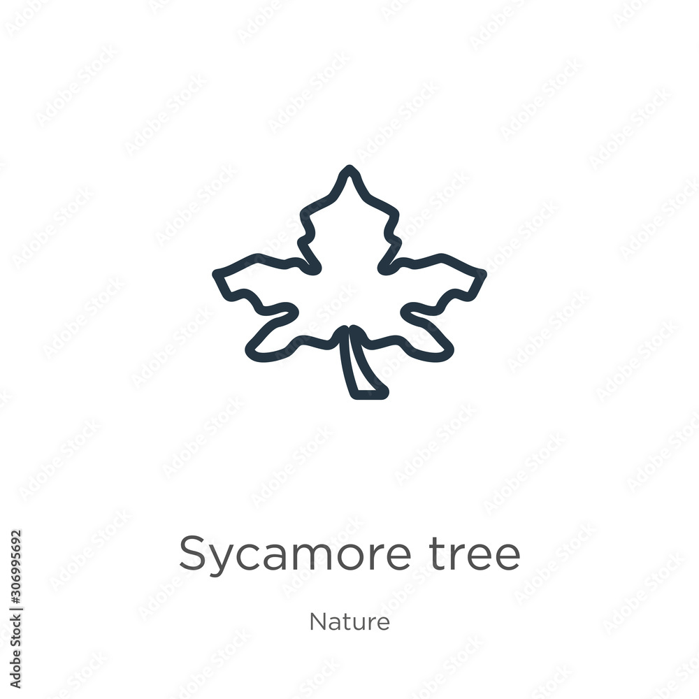 Poster sycamore tree icon. thin linear sycamore tree outline icon isolated on white background from nature 