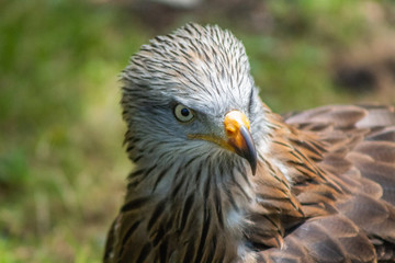 royal kite resting in his innkeeper