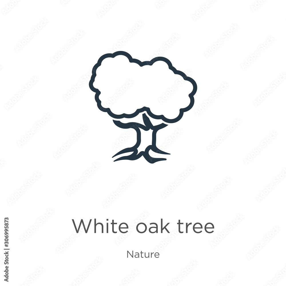 Poster white oak tree icon. thin linear white oak tree outline icon isolated on white background from natur