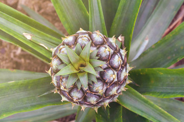 Tasty sweet fruits. Growing pineapples in a greenhouse on the island of San Miguel, Ponta Delgada, Portugal. Pineapple is a symbol of the Azores.