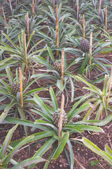 Obraz premium Tasty sweet fruits. Growing pineapples in a greenhouse on the island of San Miguel, Ponta Delgada, Portugal. Pineapple is a symbol of the Azores.