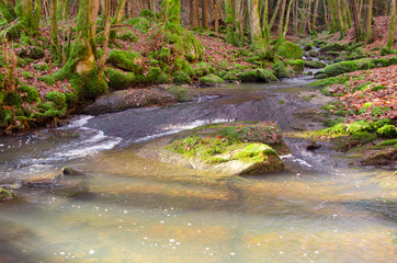 Naklejka na ściany i meble une rivière dans la forêt