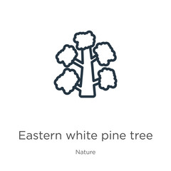 Eastern white pine tree icon. Thin linear eastern white pine tree outline icon isolated on white background from nature collection. Line vector eastern white pine tree sign, symbol for web and mobile