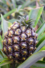 Tasty sweet fruits. Growing pineapples in a greenhouse on the island of San Miguel, Ponta Delgada, Portugal. Pineapple is a symbol of the Azores.