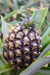 Fototapeta premium Tasty sweet fruits. Growing pineapples in a greenhouse on the island of San Miguel, Ponta Delgada, Portugal. Pineapple is a symbol of the Azores.