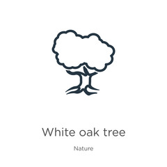 White oak tree icon. Thin linear white oak tree outline icon isolated on white background from nature collection. Line vector white oak tree sign, symbol for web and mobile